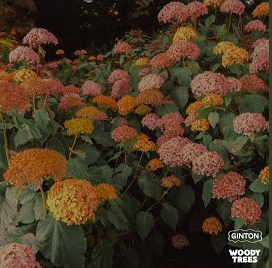 Ginton ft 1da Banton – One Millie